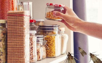 Une Astuce Rare Et Simple Pour Éliminer Les Mites Alimentaires