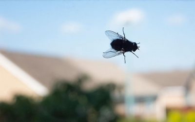 Les Secrets D’un Expert Pour Repousser Naturellement Les Mouches