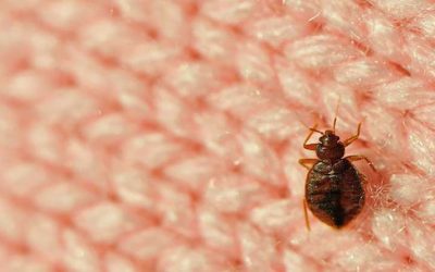 La Clé D’un Miracle Simple : Venir à Bout Des Punaises De Lit