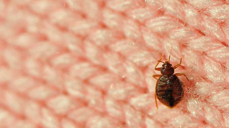 La Clé D’un Miracle Simple : Venir à Bout Des Punaises De Lit